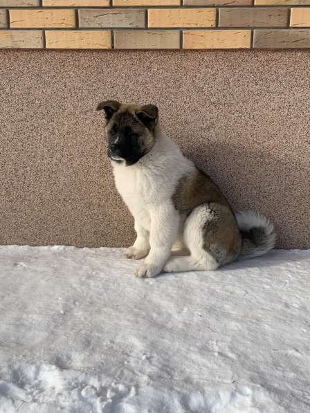 Акита в Ростове-на-Дону фото 81