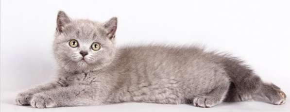 Роскошные британские котята из профессионального питомника в фото 9