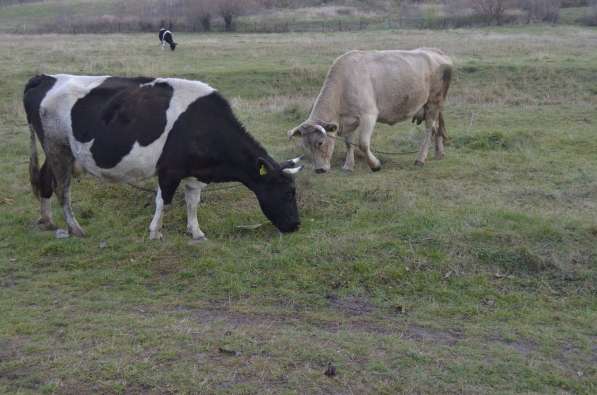 Коровы бычки телята Владивосток