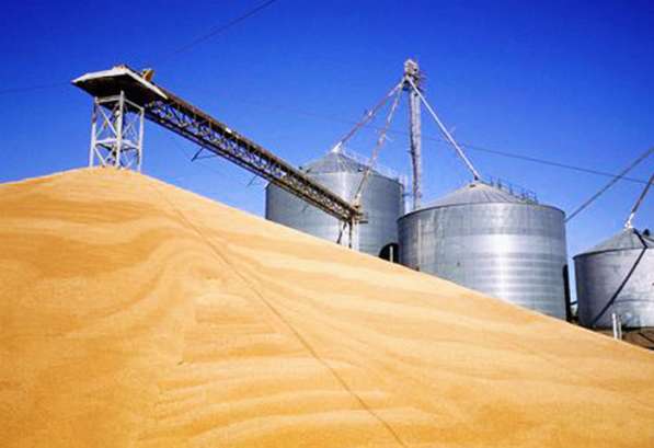 Мука и отруби пшеничные производства Казахстан оптом