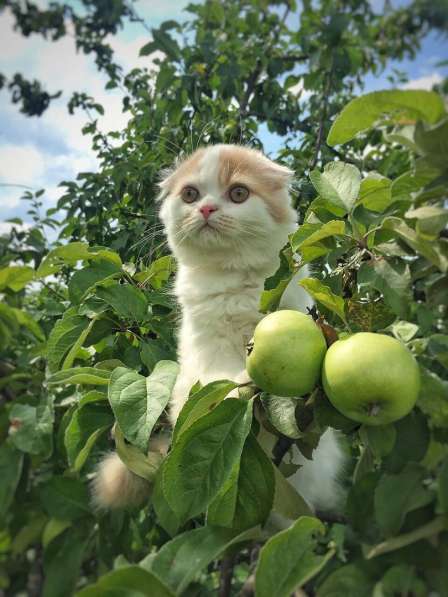Шотландские котятки в Владимире фото 11