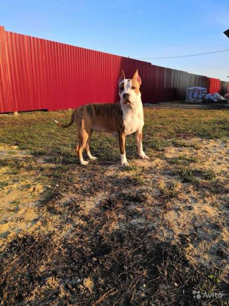 Для ценителей Амстаффтерьера РКФ в Пензе фото 11