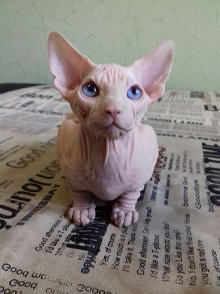 Мальчик канадик в Москве