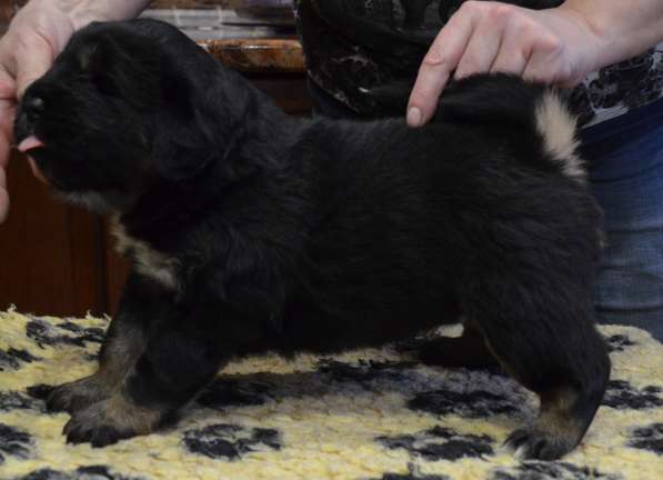 Тибетский мастиф - лучший страж на территории в Москве фото 74