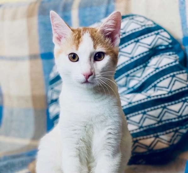 Необыкновенно яркий котенок Сникерс ищет дом