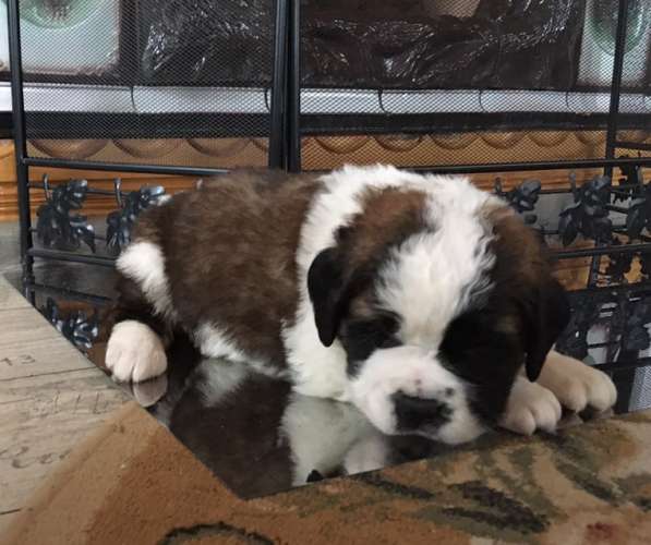 Щенки сенбернара в фото 98