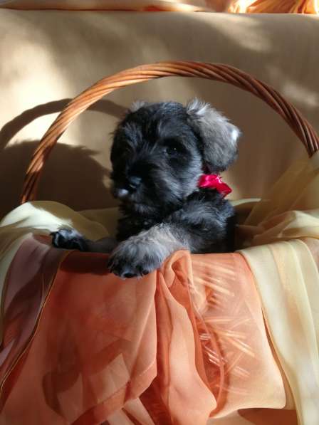 Очаровательные щенки цвергшнауцера в фото 9