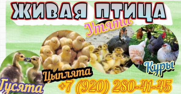 Живая птица