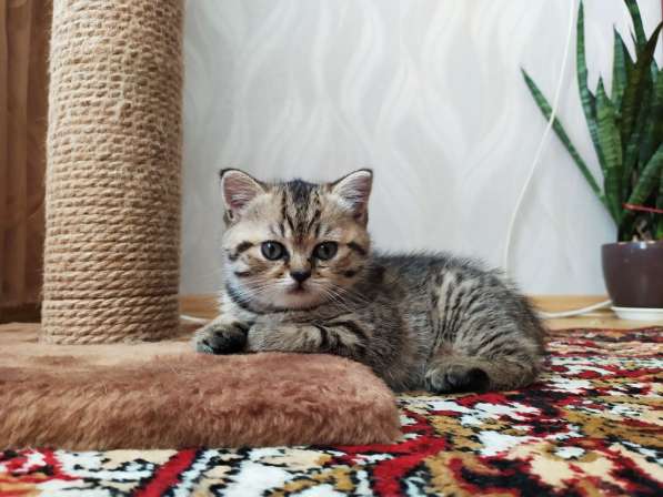 Шотладский котенок в фото 6