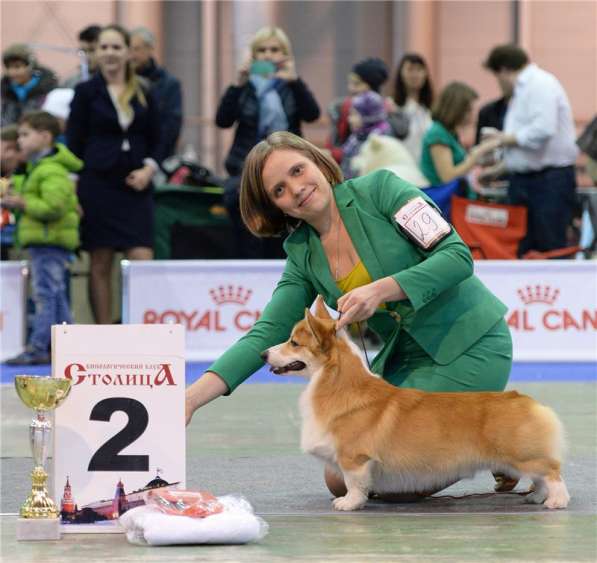 Вельш-корги-пемброка щенки от Вице-Чемпиона Мира в Москве фото 3