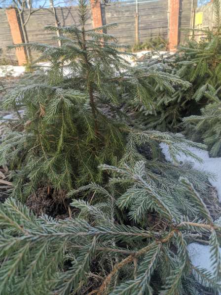 Живые ели саженцы в Санкт-Петербурге фото 5