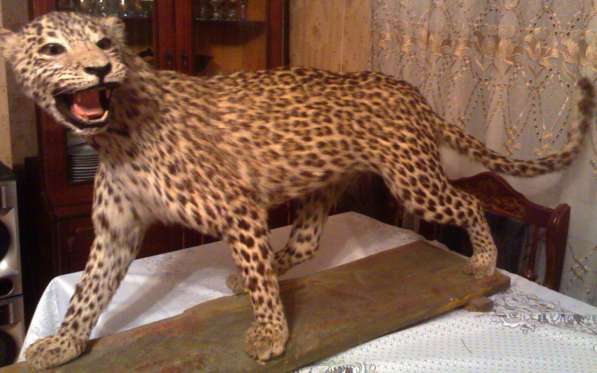 Kavkazki Leopard