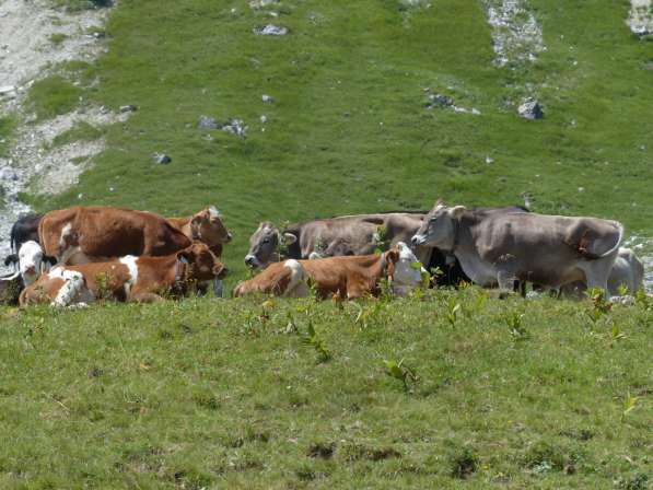 Коровы бычки телята Сыктывкар