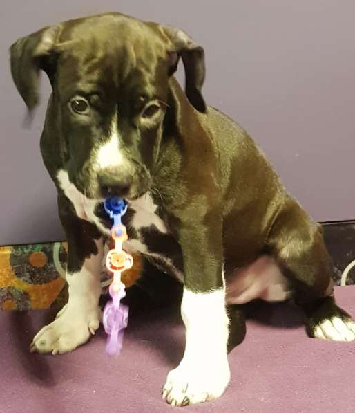 Американский стаффордширский терьер Мальчик Купирован в Москве фото 4