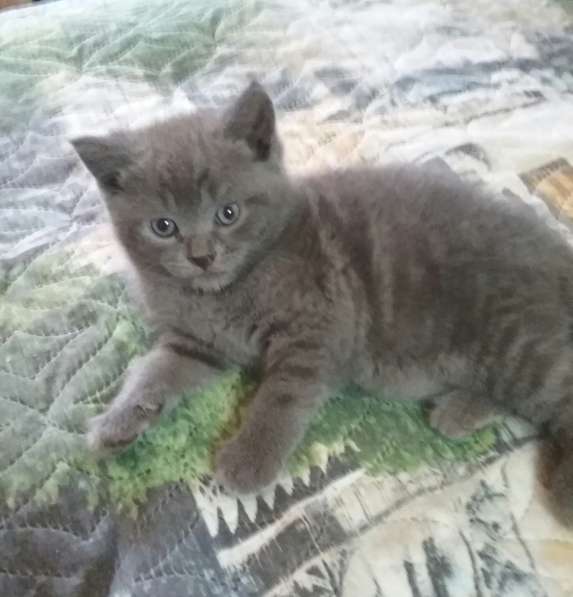 Котята шотландцы в Ростове-на-Дону