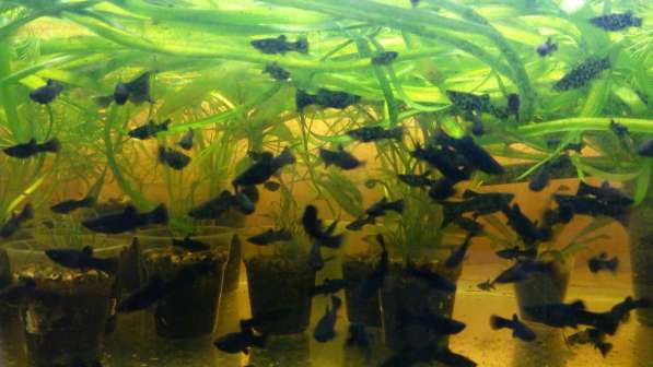 Аквариумные растения, рыбки в Зеленограде фото 3