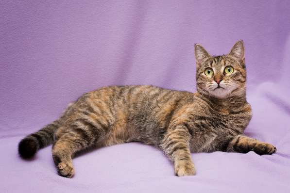 Кошка в добрые руки. Красавица Линда в Москве фото 7