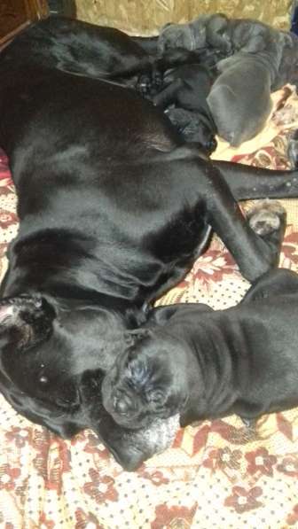 Щенки кане корсо в Донецке