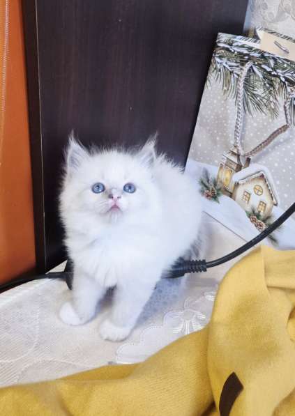 Милейшая Девочка Рэгдолл