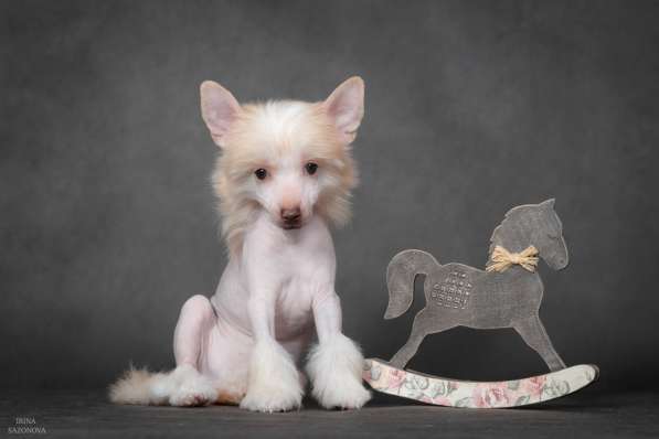 Китайская хохлатая в Москве фото 7