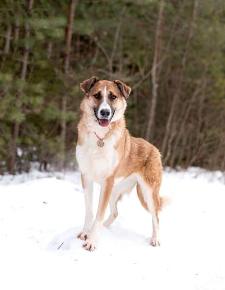 Матильда из мультфильма ищет дом