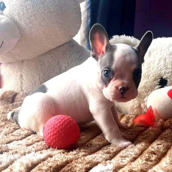 Щенки в Уссурийске фото 3