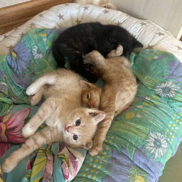 Отдам в добрые руки котят в Сургуте