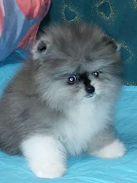 Pomeranian spitz. Merle boy в фото 4