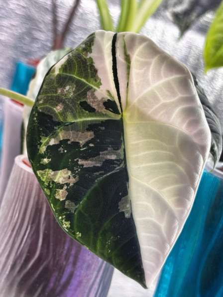 Алоказия Махарани вариегатная
