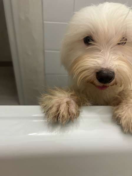 Продам щенка в Шахтах