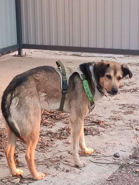 Домашний пёс-потеряшка ищет новую семью