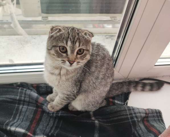 Котенок вислоухий тигровый