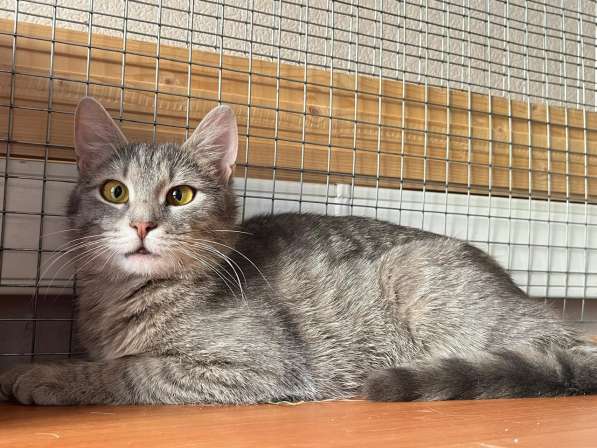 Серо-дымчатая косенькая кошка Кося в дар в Москве фото 3