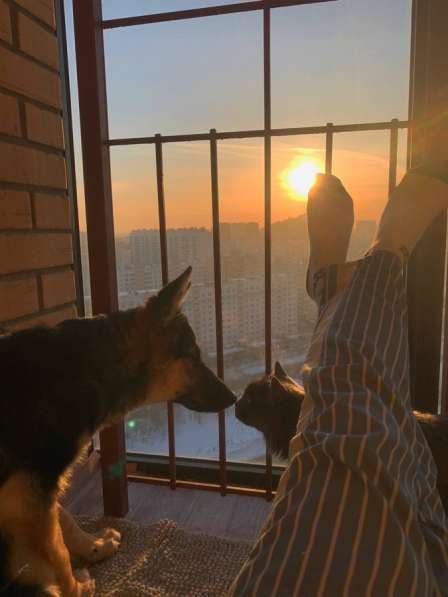 Щенок овчарки в добрые руки в Новосибирске фото 3