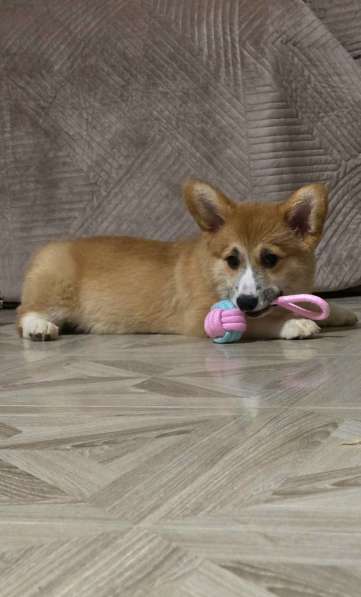 Щенки вельш-корги пемброк в Джанкое фото 7