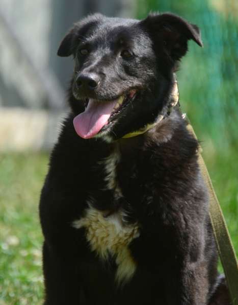 Герда в поисках самого верного друга в Санкт-Петербурге фото 6