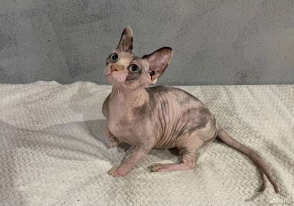 Предлагаются к бронированию котята Канадского сфинкса в Москве фото 4