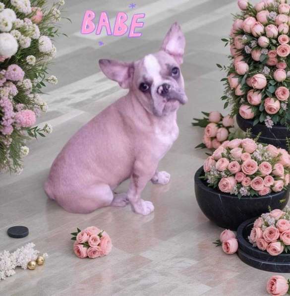 French bulldog. Boy
