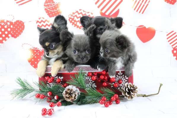 Чихуахуа щенки Москва с документами в Москве