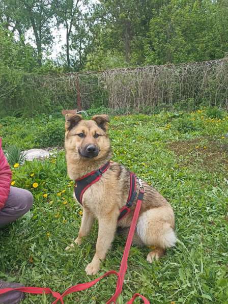 Щенок подросток Тёма ищет дом и семью в Москве фото 3