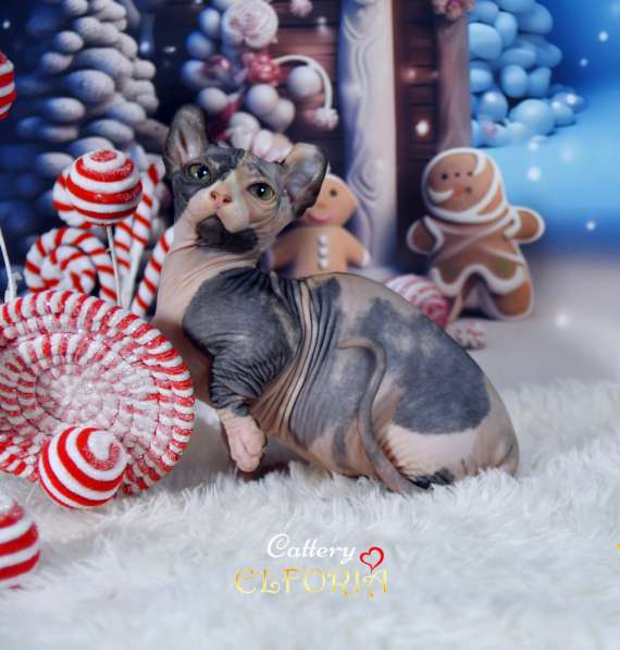 Котята Sphynx, Elf, DWELF в фото 9