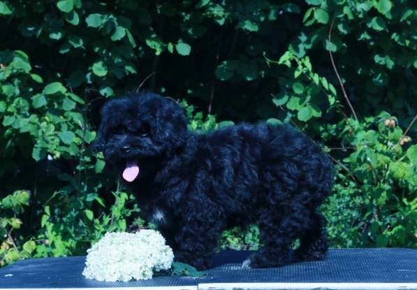 Мальтипу Ф1 щенки девочки в Москве