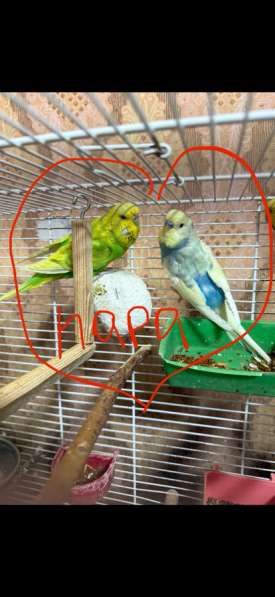 Волнистые попугаи