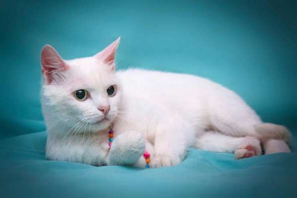 Белая кошечка Одри в добрые руки в Москве фото 3