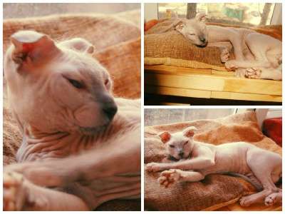 Профессиональный питомник SOUMBIKE предл