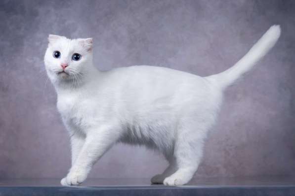 Белая голубоглазая вислоухая кошка Поэзия в дар в Москве