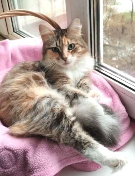 Кошка в добрые руки. Пушистая трехцветная Шаня в Москве фото 3