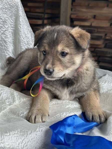 Щeнки-мeдвeжатa в добрые руки! в Москве фото 8