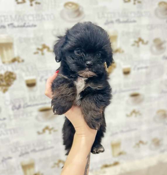 Щенки мальтипу мини в Краснодаре фото 6