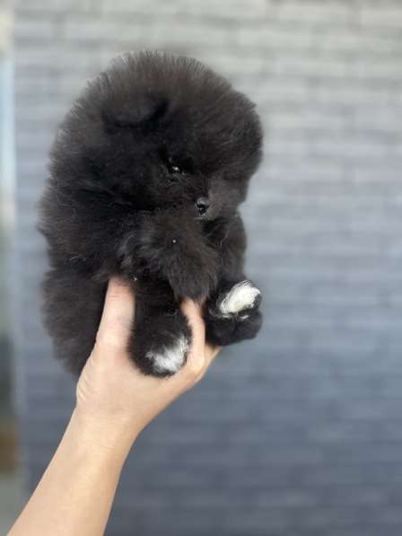 Щенок шпица